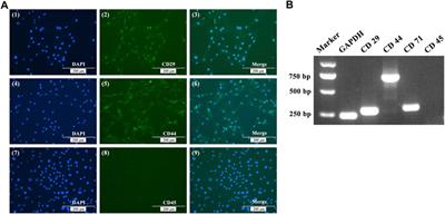 Dynamic transcriptome changes during osteogenic differentiation of bone marrow-derived mesenchymal stem cells isolated from chicken